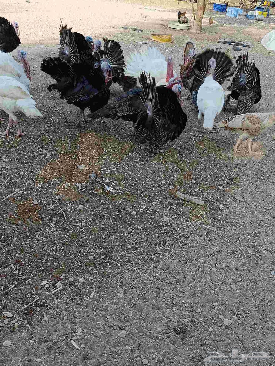 ديوك رومي الاعمار من تسع شهور الى 10 شهور الصحه تمام64567933084673113