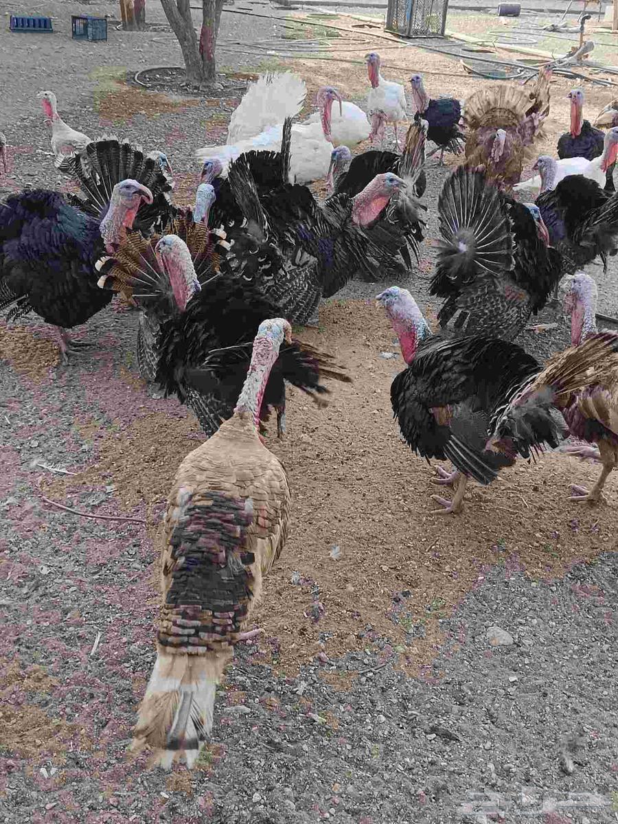 ديوك رومي الاعمار من تسع شهور الى 10 شهور الصحه تمام64567933084673111