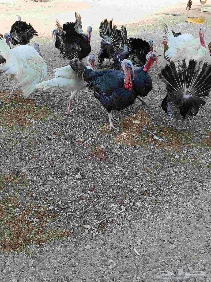 ديوك رومي الاعمار من تسع شهور الى 10 شهور الصحه تمام64567933084673114