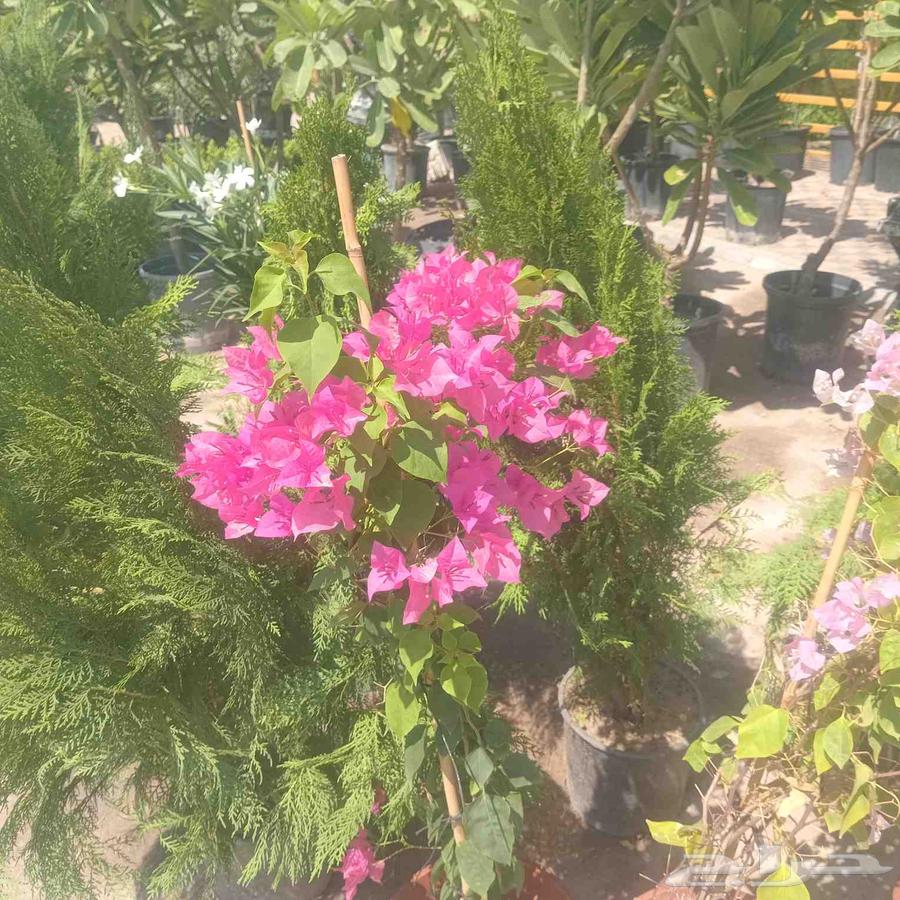 مشتل البستان تنسيق الحدايق وشبكات الرى64180276238593114