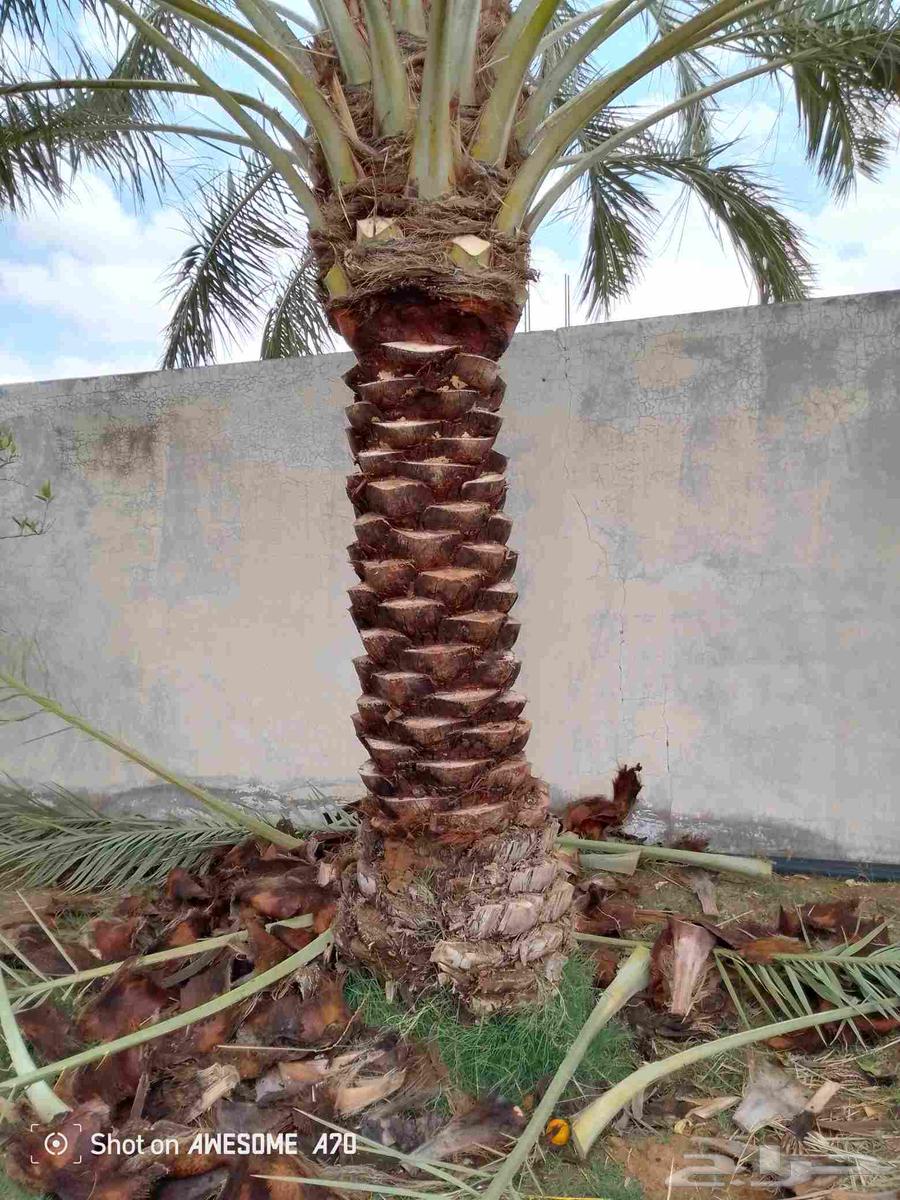 تكريب وقلع وغرز النخل والاشجار وكل شيء يخص الزراعه64496159806467112