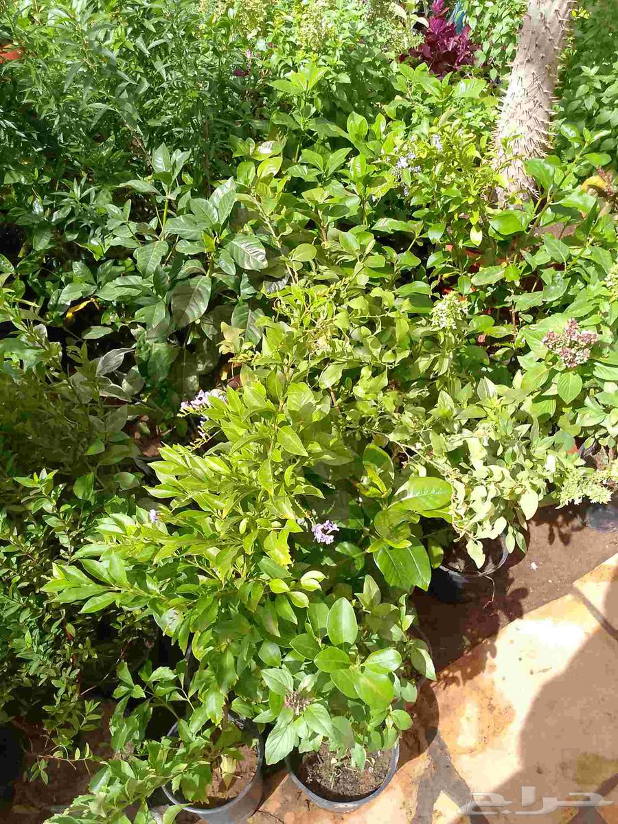 ابو علام لتنسيق الحدائق64180274760321110