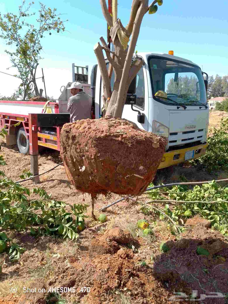 تكريب وقلع وغرز النخل والاشجار وكل شيء يخص الزراعه64496159806467110