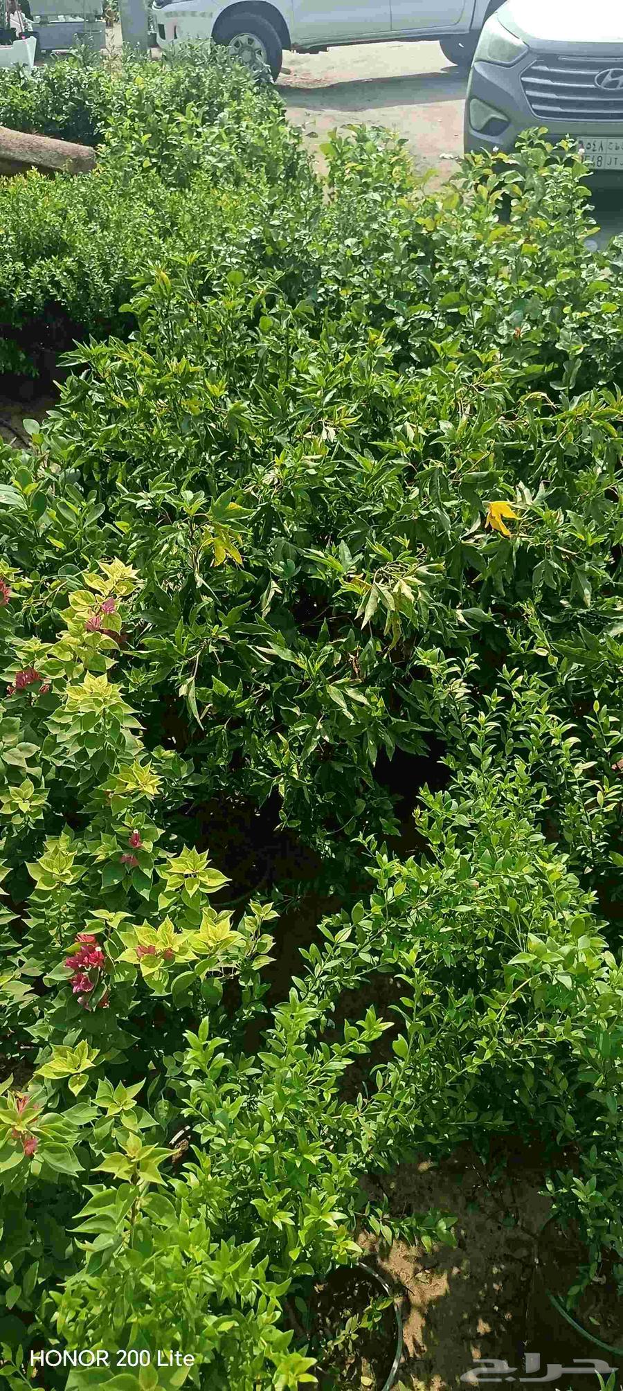 ابو محمد لتنسيق الحدائق64179856870659112