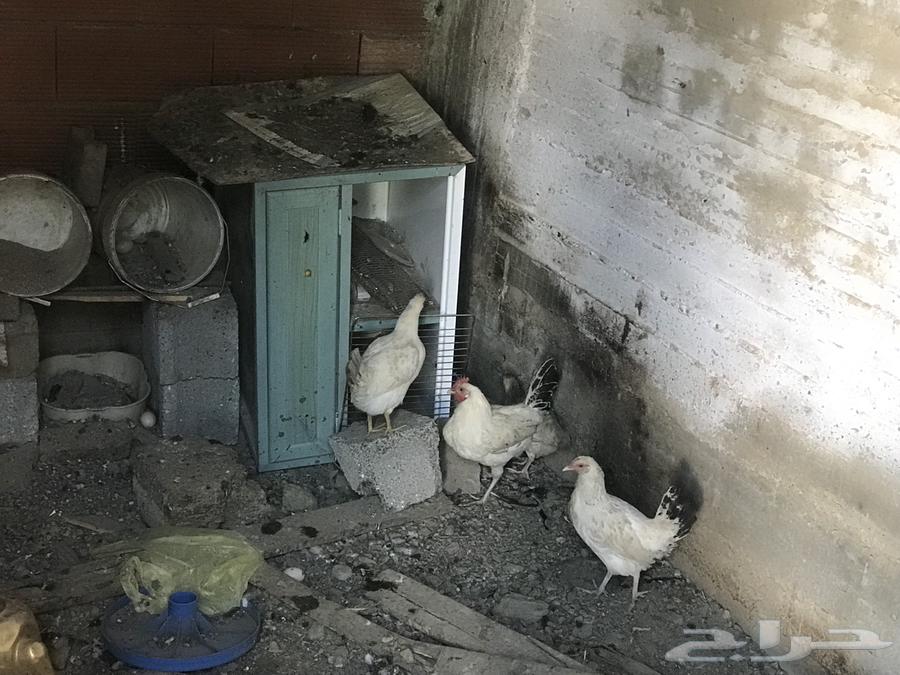 دجاج للبيع64575210133122111