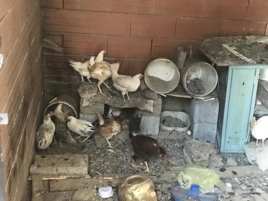 دجاج للبيع64575210133122110