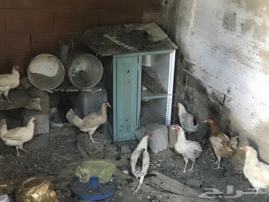 دجاج للبيع64575210133122112