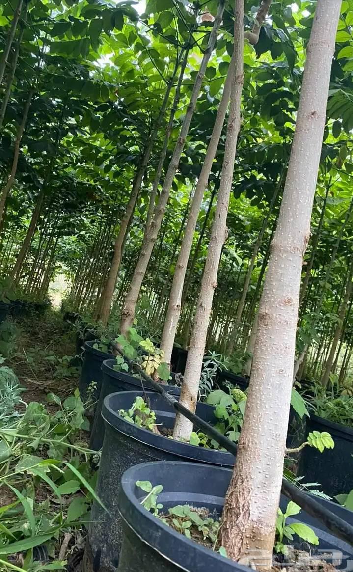 تنسيق الحدائق والفلال64181107456899114