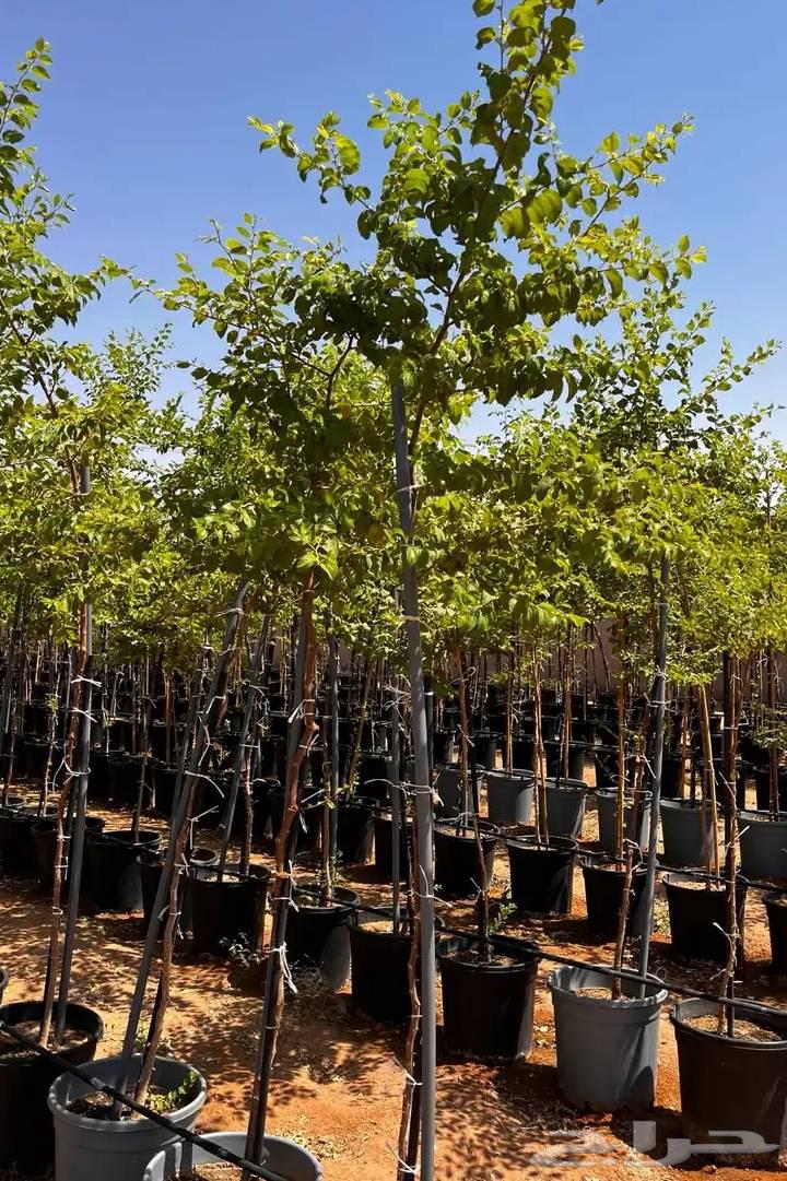 تنسيق الحدائق والفلال64181107456899110