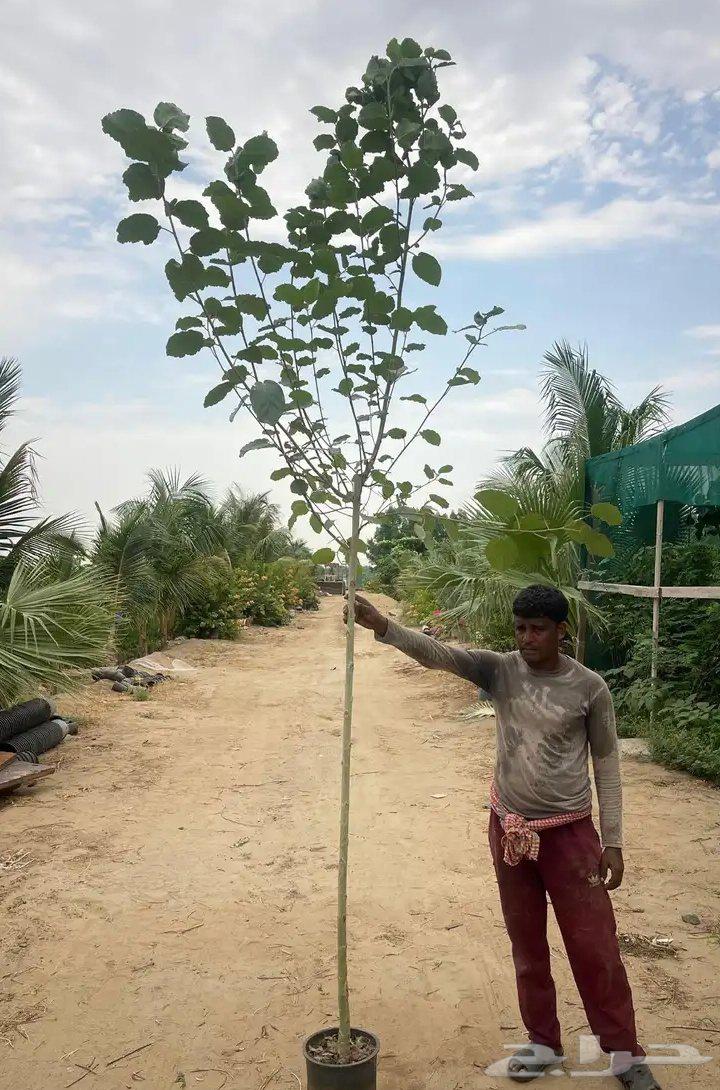 تنسيق الحدائق والفلال64181107456899113