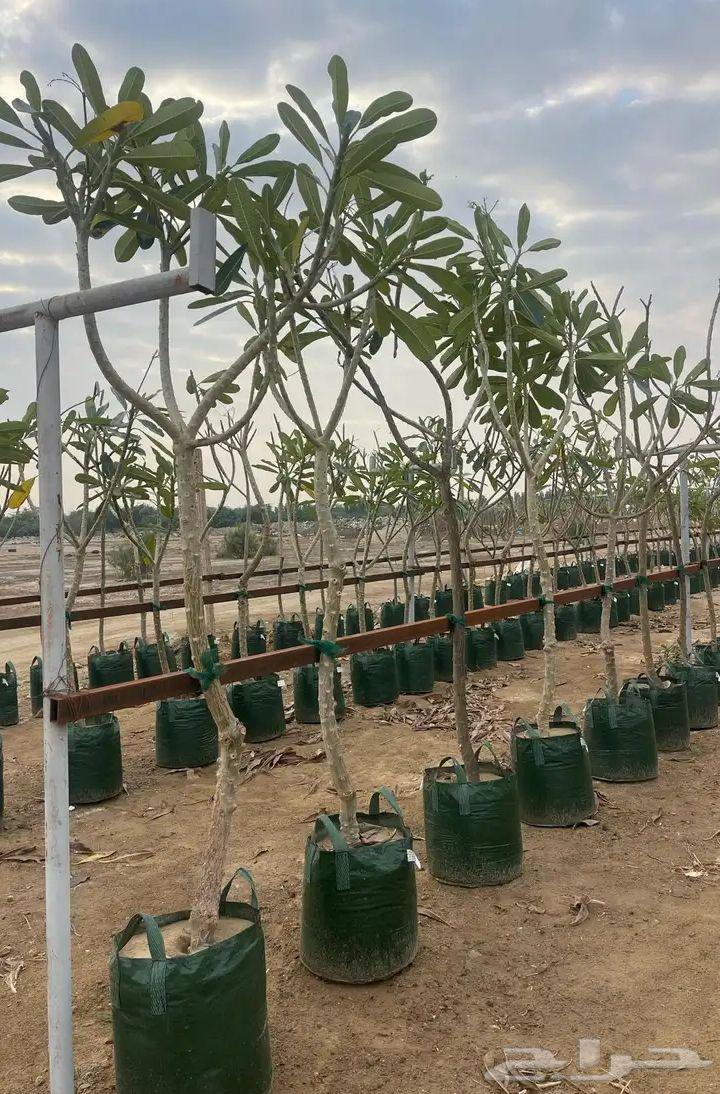 تنسيق الحدائق والفلال64181107456899111