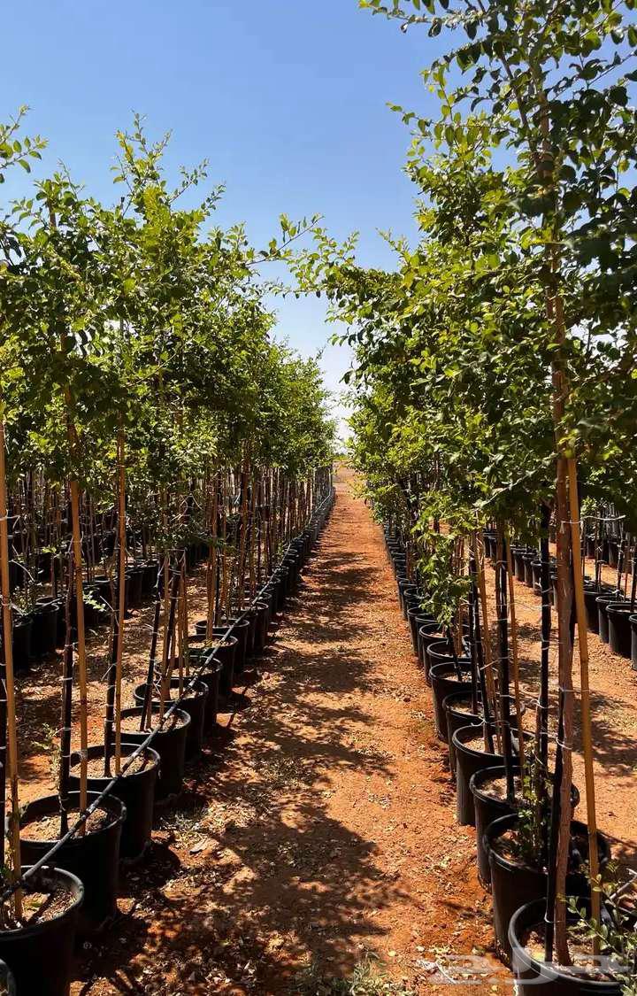 تنسيق الحدائق والفلال64181107456899112