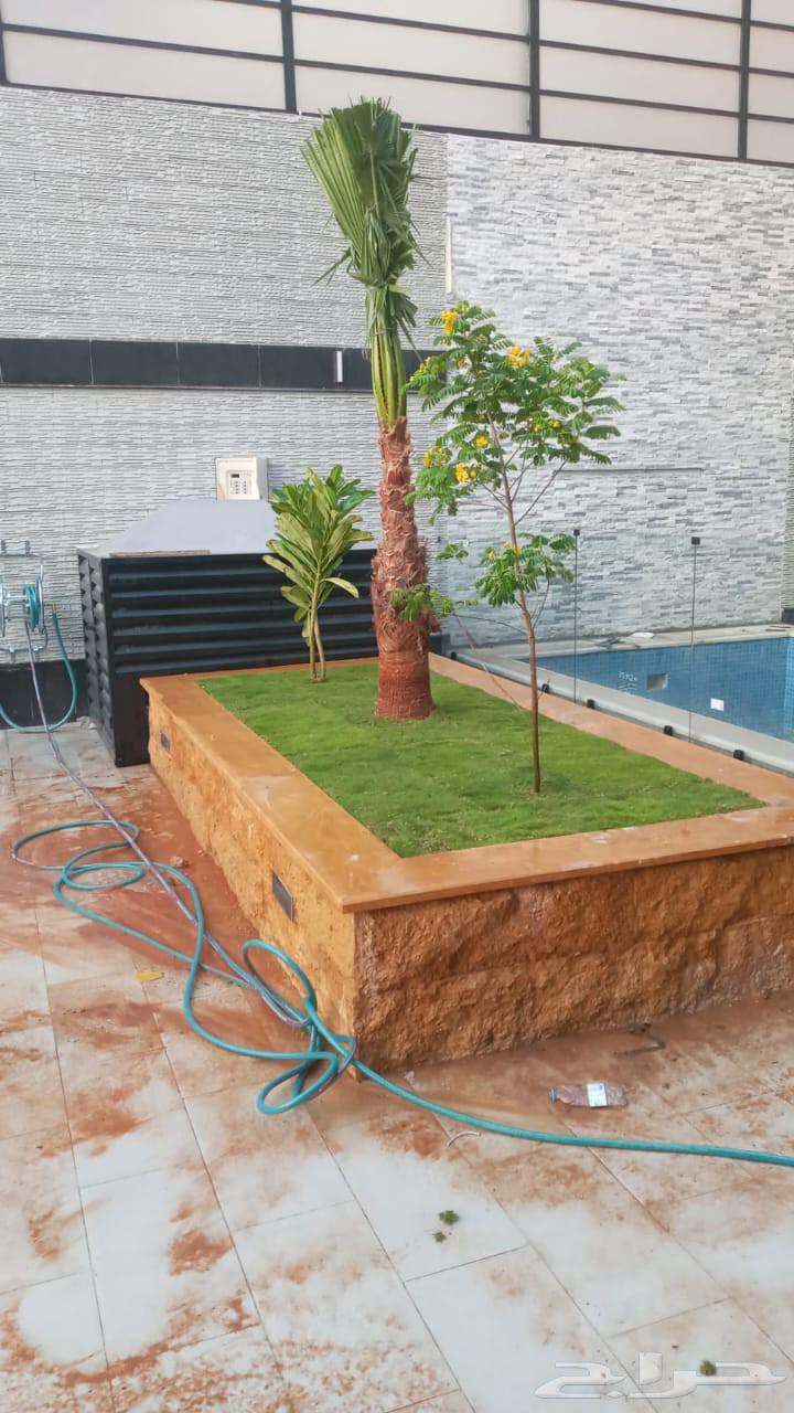 قلع وغرس النخيل64180045949569111