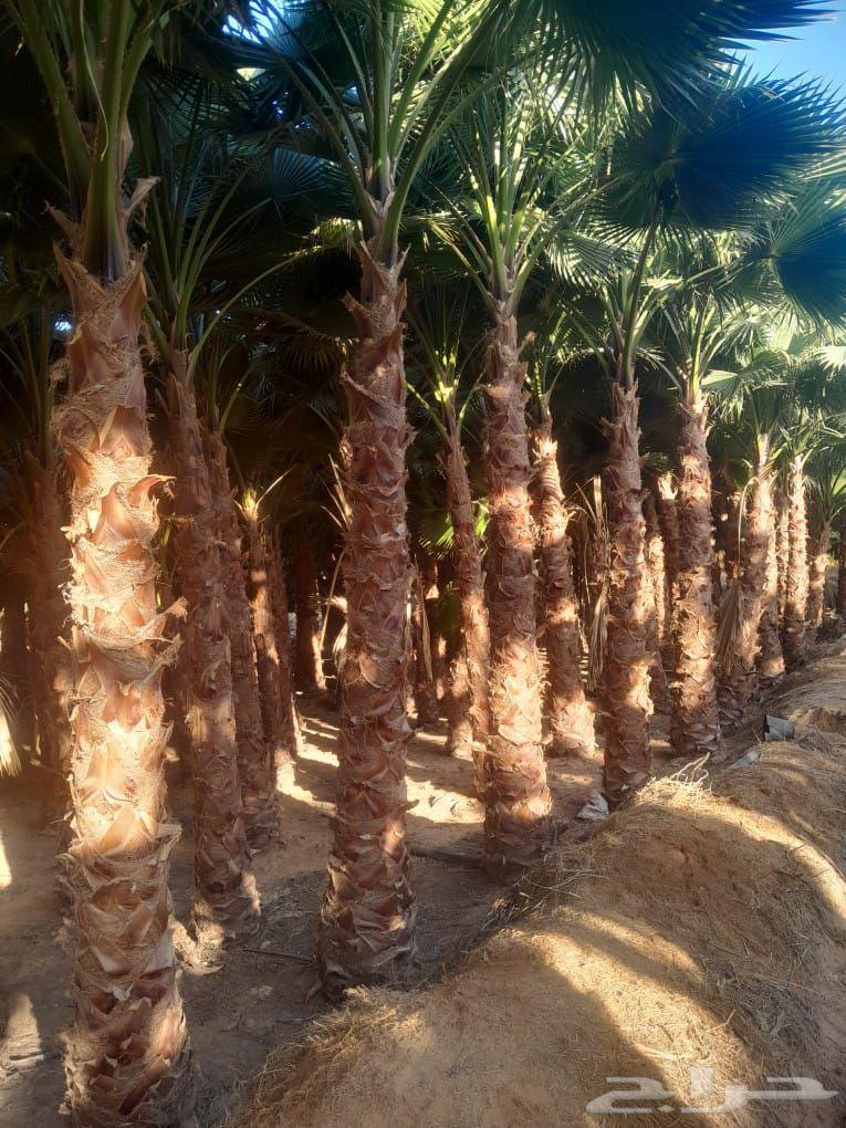 قلع وغرس النخيل64180045949569110