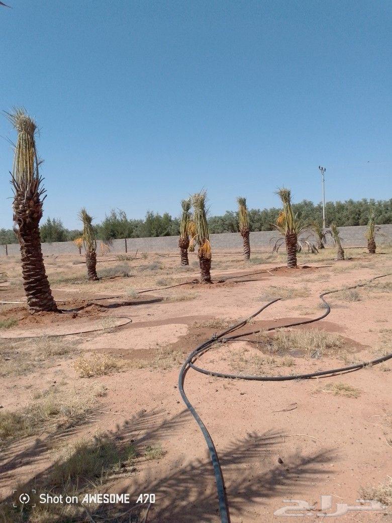 تكريب وقلع وغرز النخل والاشجار وكل شيء يخص الزراعه64496159806467111