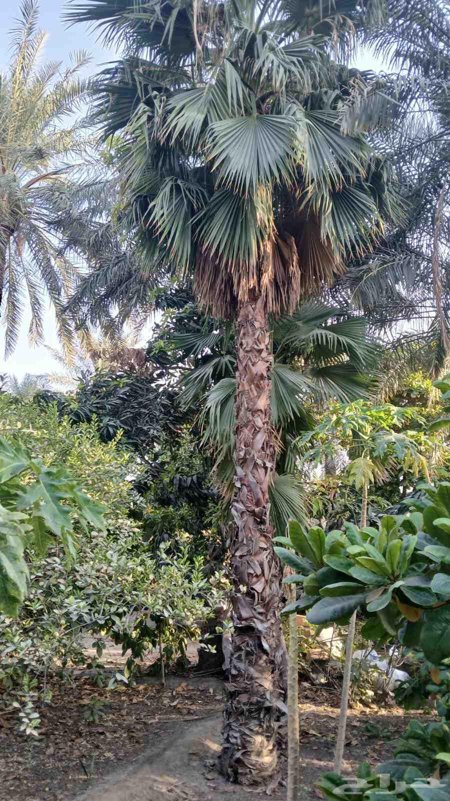 مشتل البستان تنسيق الحدايق وشبكات الرى64180276238593113