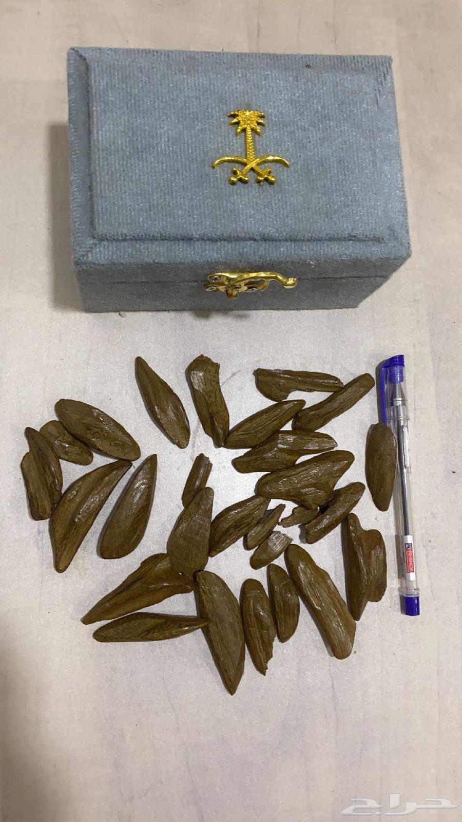 عود مروكي يبيض الوجه على الشرط64635172261635110