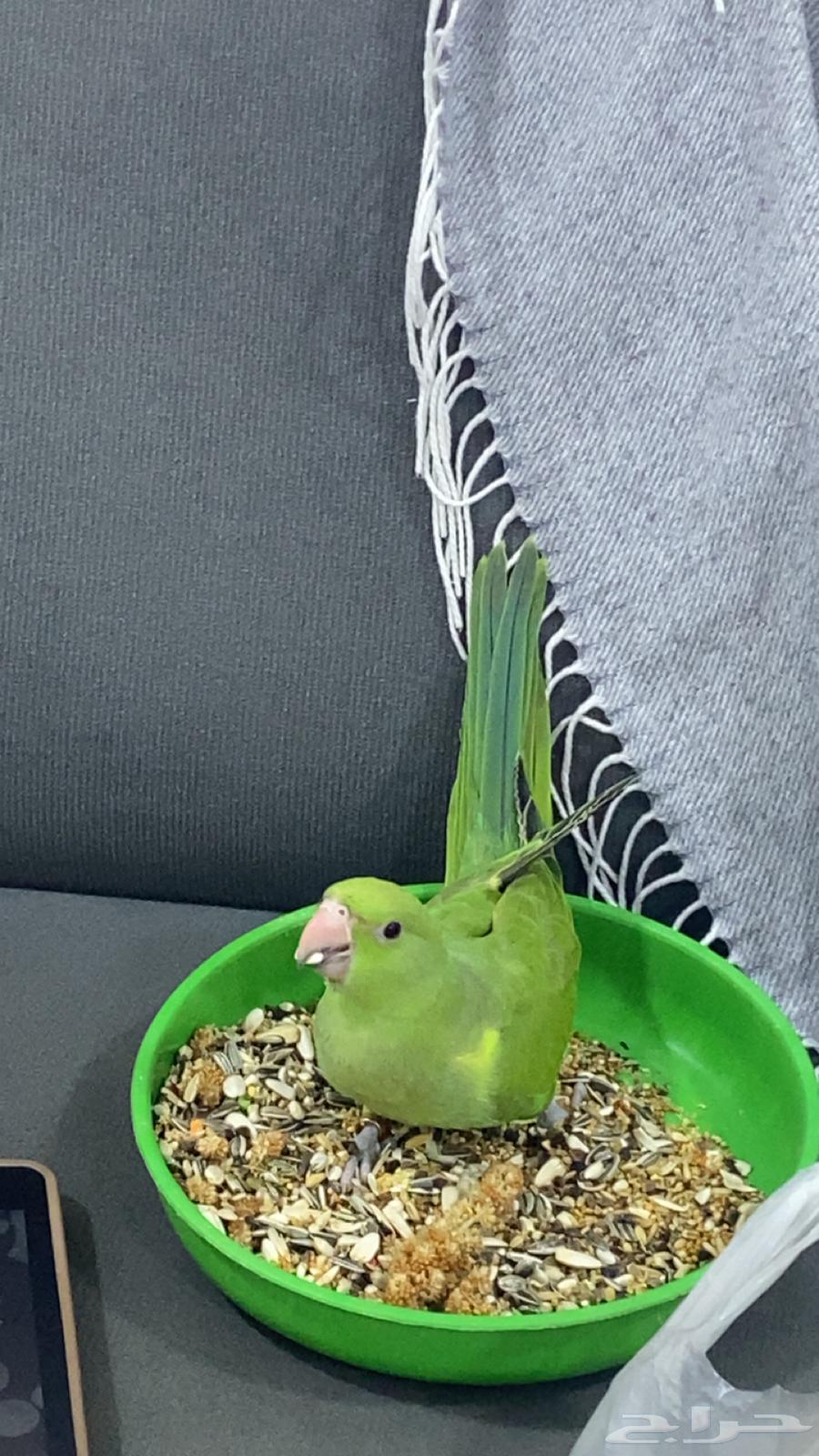 Trainer and tamer of all types of parrots and birds64182530309634111