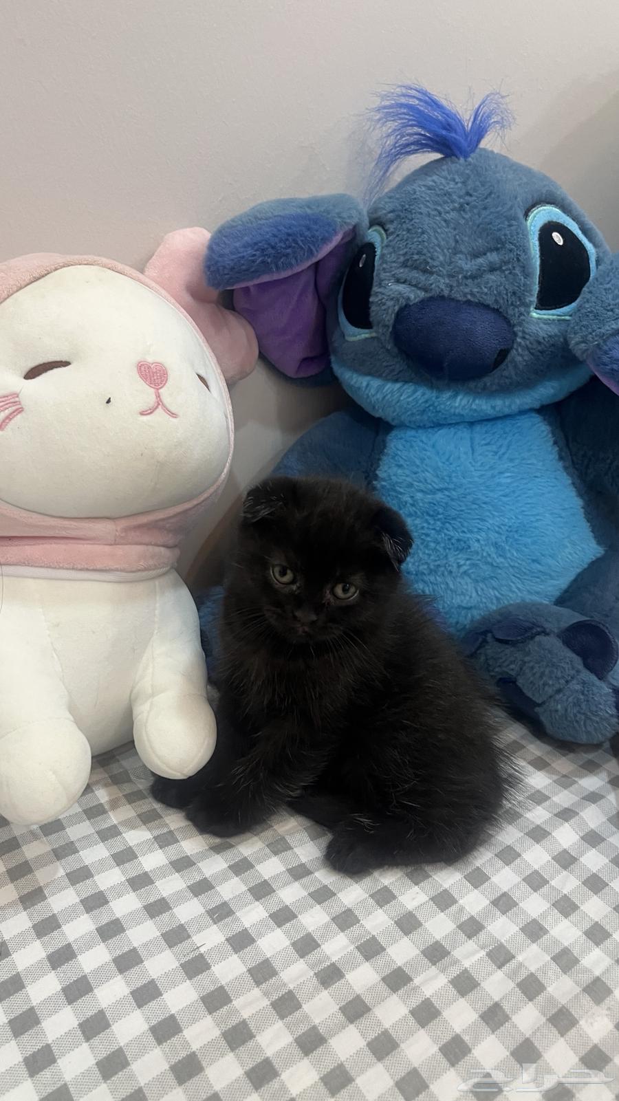 قطط سكوتش بريطاني للبيع64594801105795111