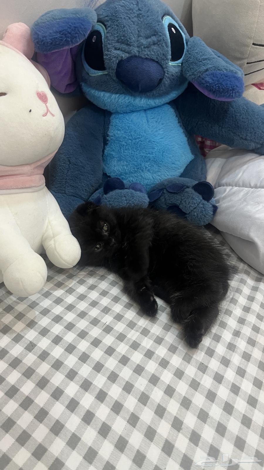 قطط سكوتش بريطاني للبيع64594801105795113