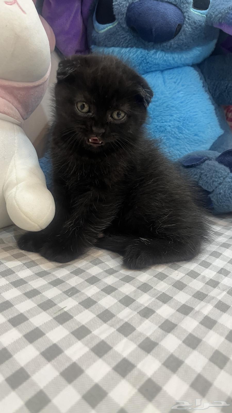 قطط سكوتش بريطاني للبيع64594801105795112