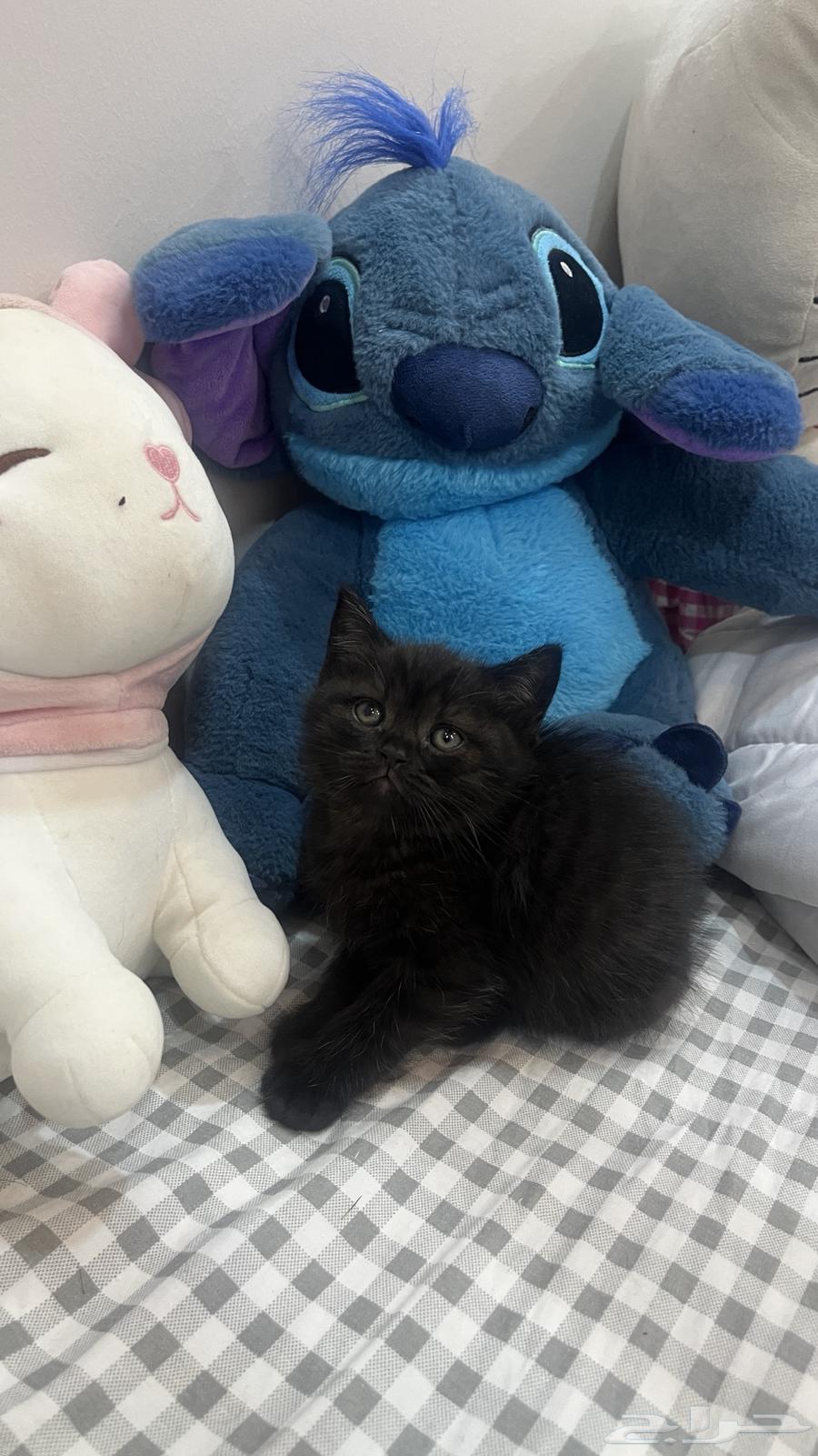 قطط سكوتش بريطاني للبيع64594801105795114