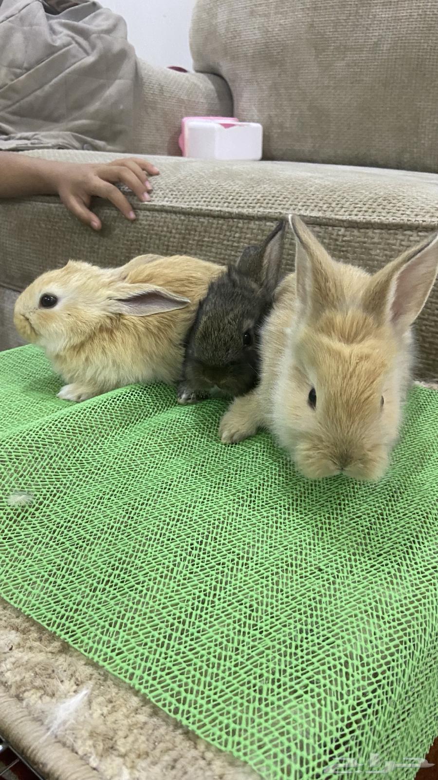 ارنب كيوت للبيت64534634999043114