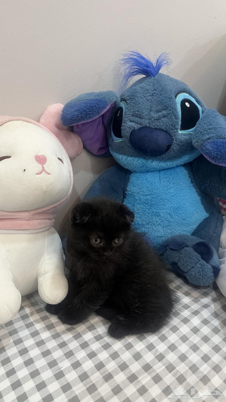 قطط سكوتش بريطاني للبيع64594801105795110