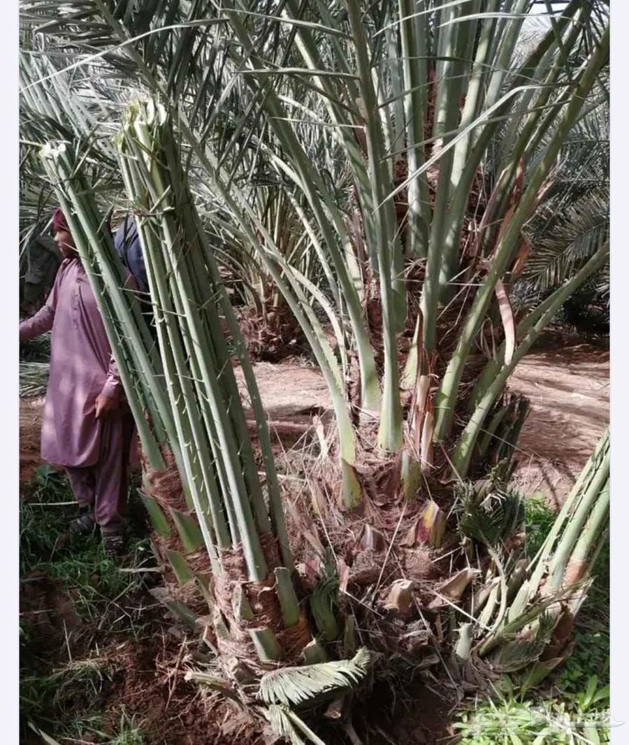 Abu Ahmed64183013576833113