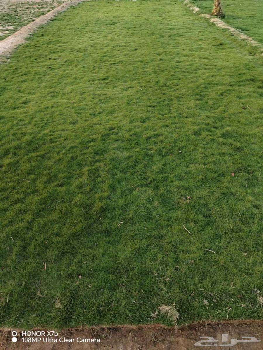 ابو محمد لتنسيق الحديق64183251544067110