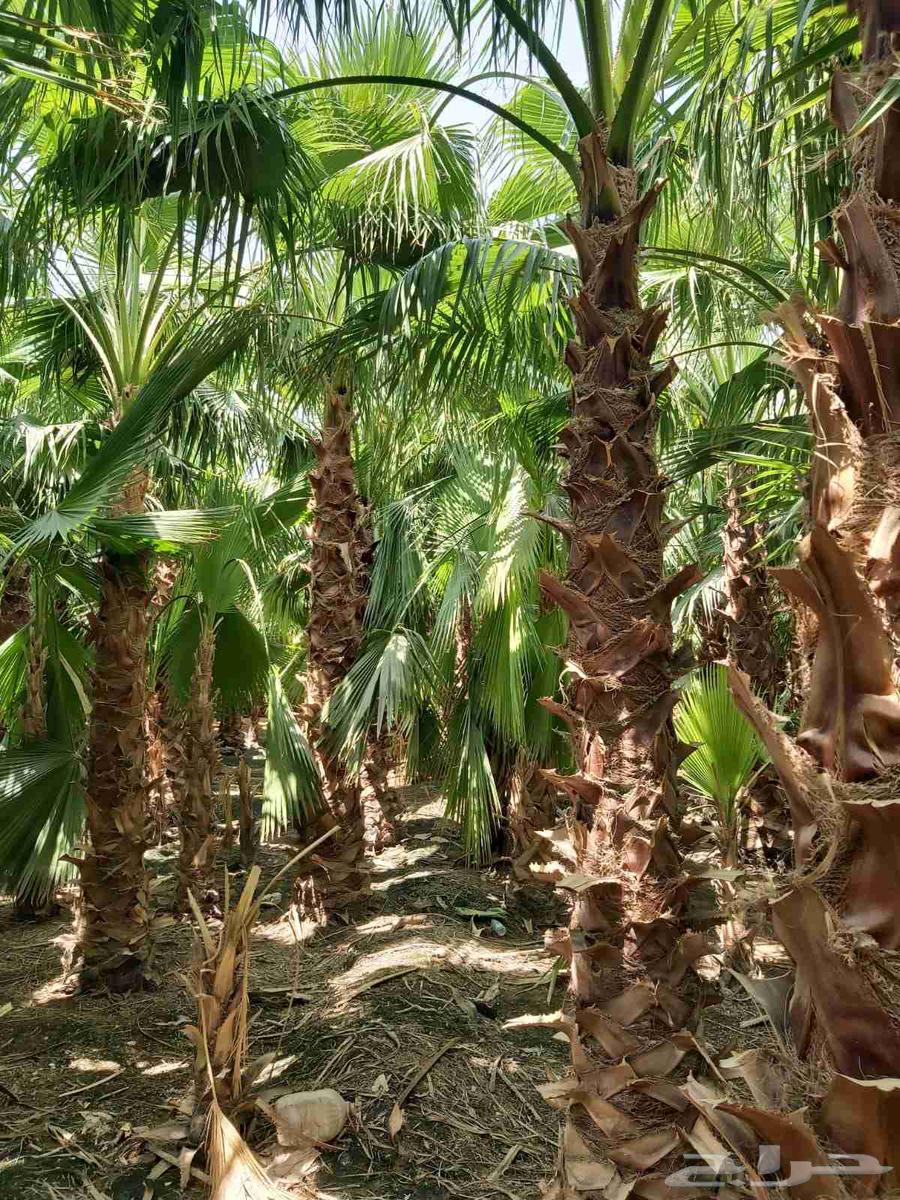 تنسيق حدائق منزليه وعام وتصنيع شلالة ونوفير64569998547330113