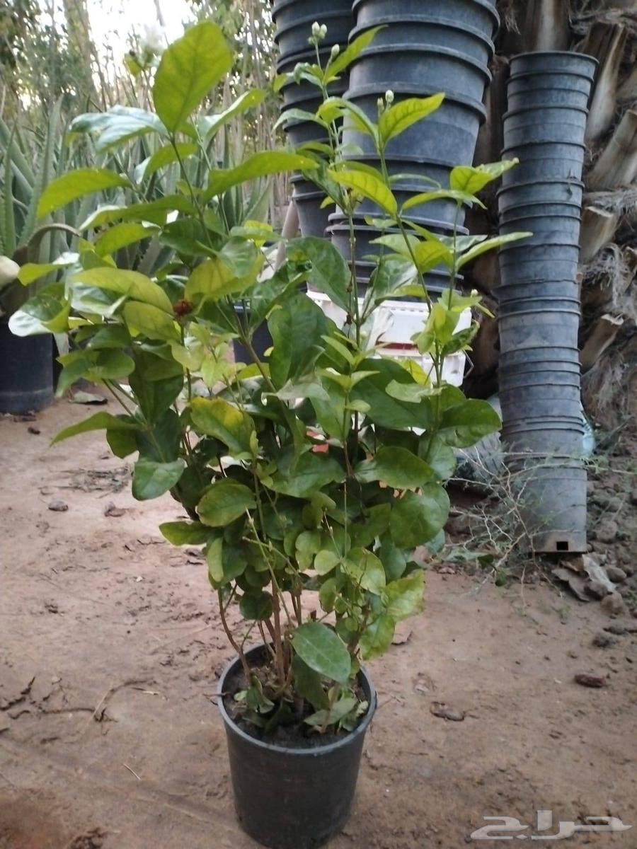 تنسيق حدائق منزليه وعام وتصنيع شلالة ونوفير64569998547330114