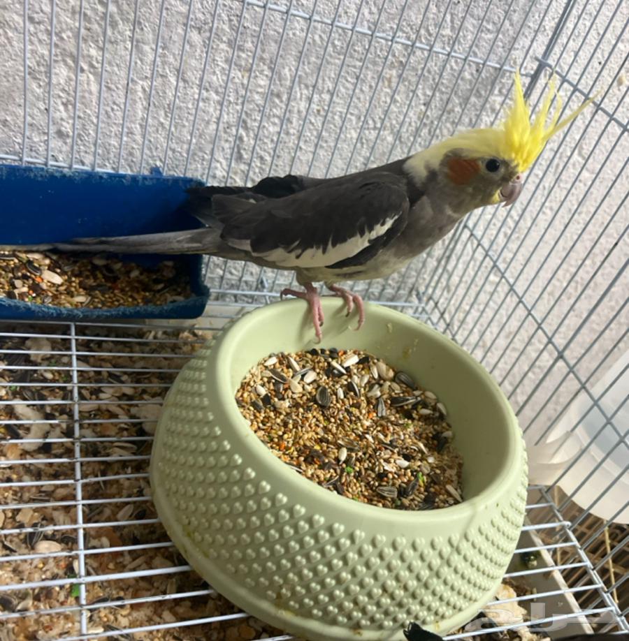 انثى كوكتيل العمر 8 شهور جاهزه64405181096961110