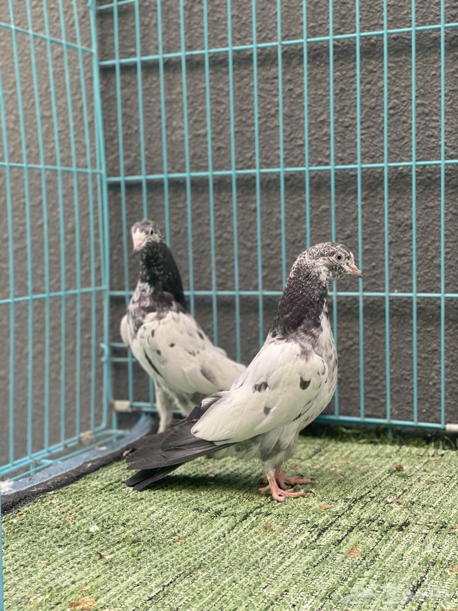 حمام باكستاني64438618657665111