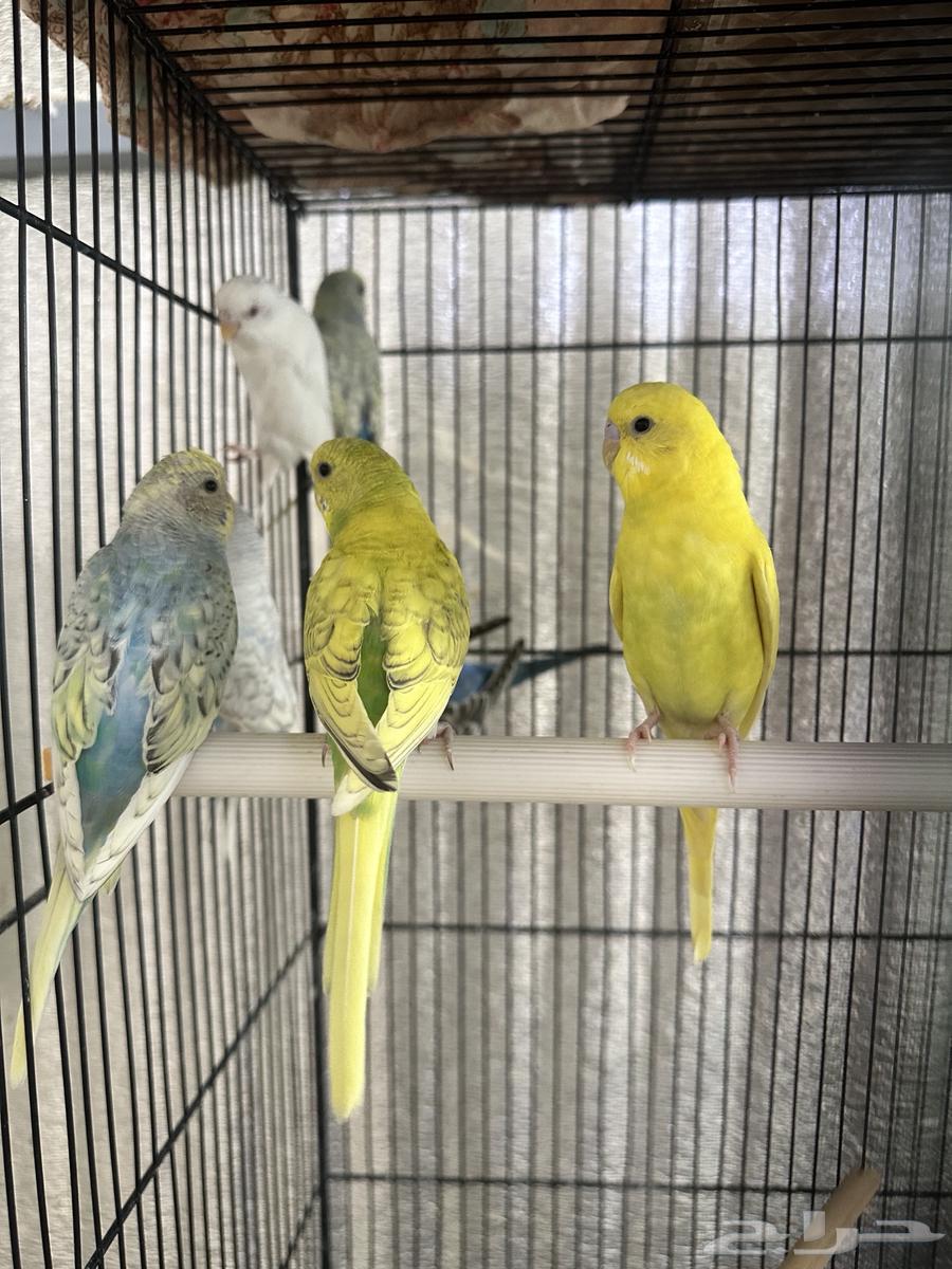 طيور بادجي64542856271234114