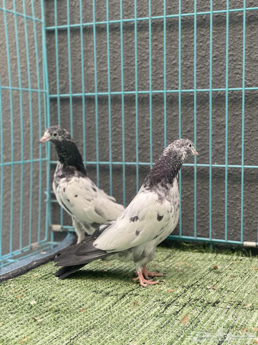 حمام باكستاني64438618657665110