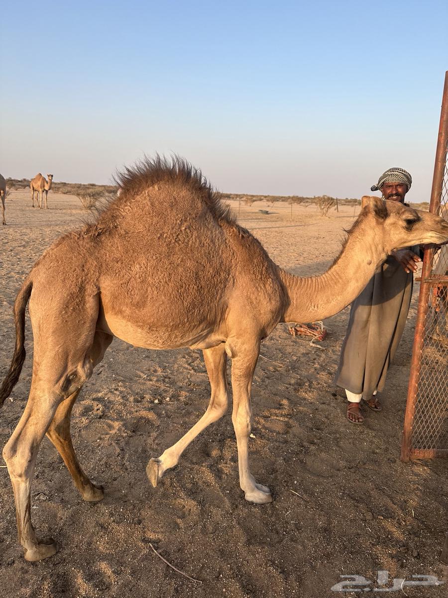 قعود للبيع على الحليب64550113787011111