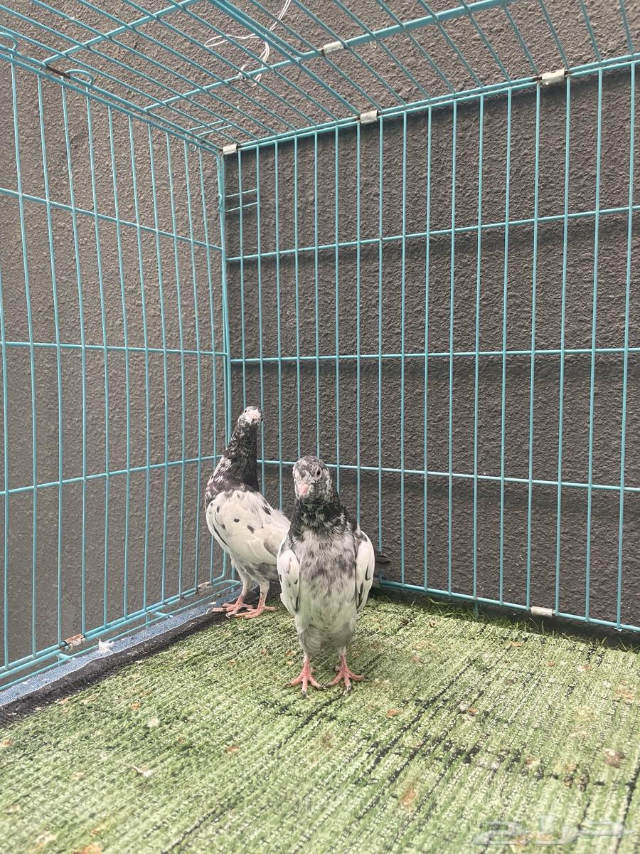 حمام باكستاني64438618657665114