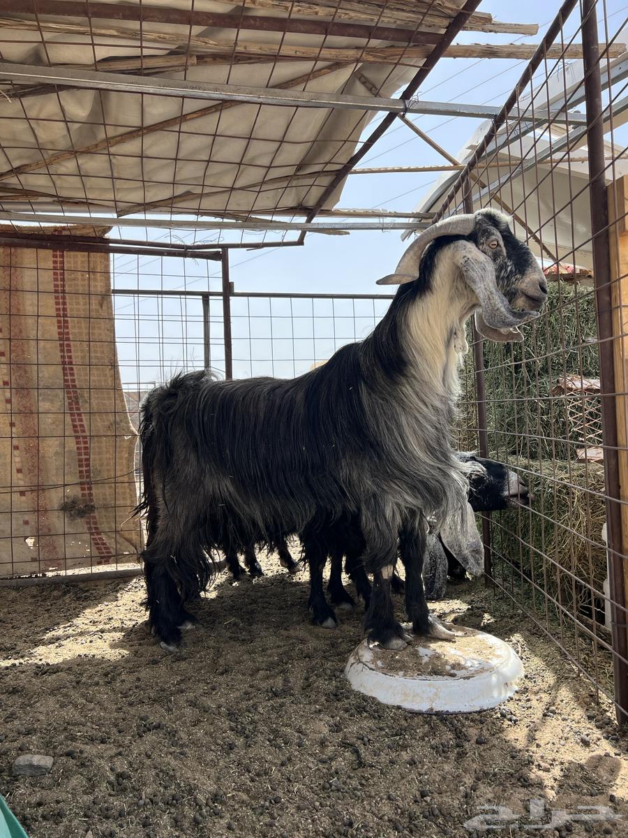 تيس فحل للبيع64608028414595110