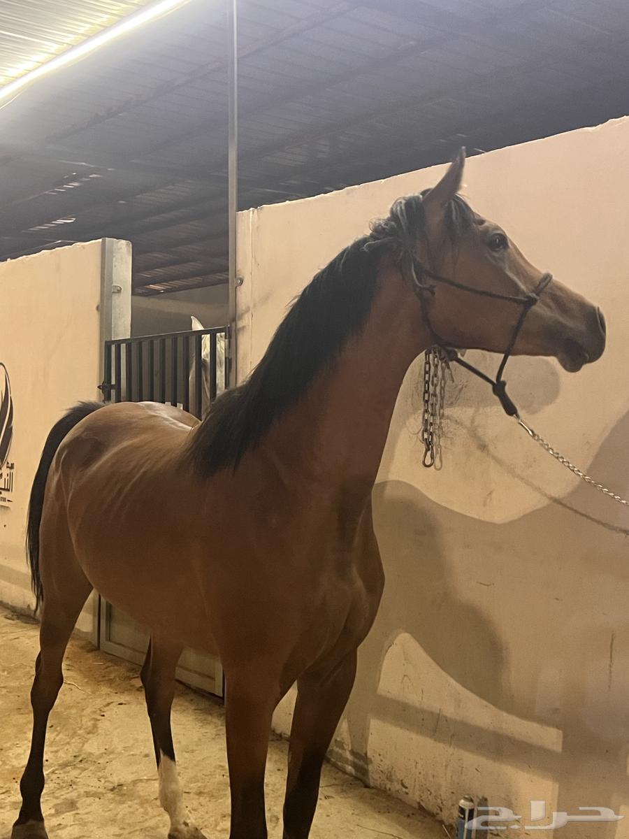 حصان شعبي شيخخ64606098887939111