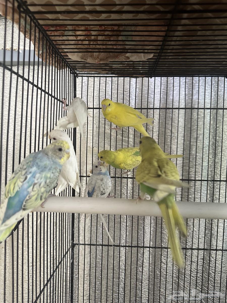 طيور بادجي64542856271234113