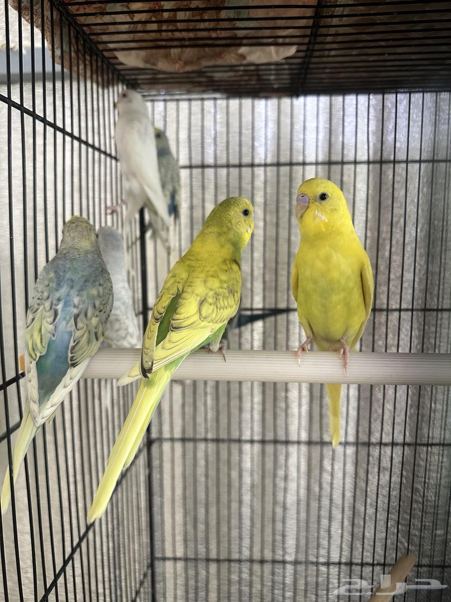 طيور بادجي64542856271234110