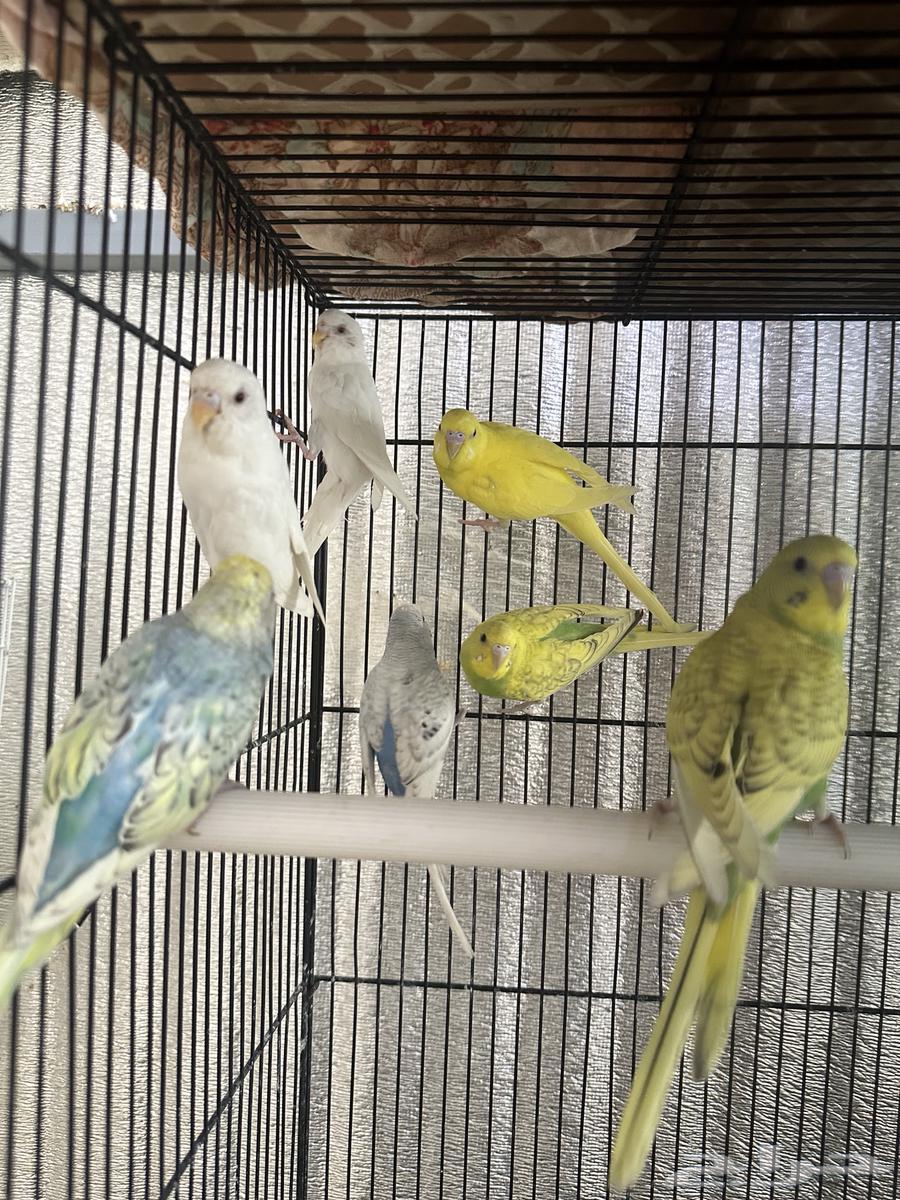 طيور بادجي64542856271234111