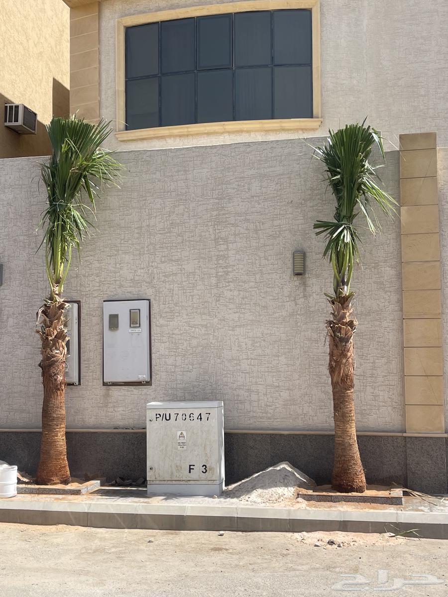 نخل واشنطن للبيع بجميع انواع المقاسات64183012127617112