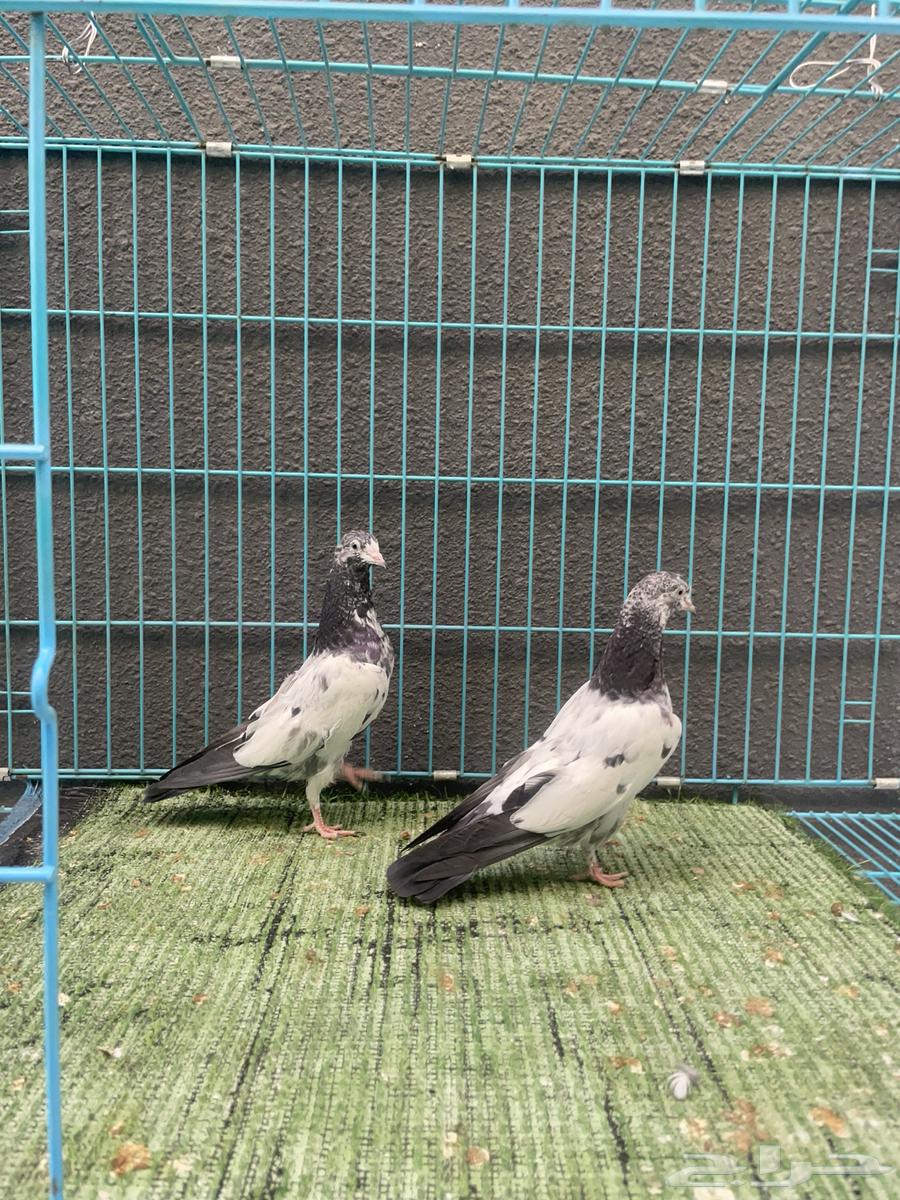 حمام باكستاني64438618657665113