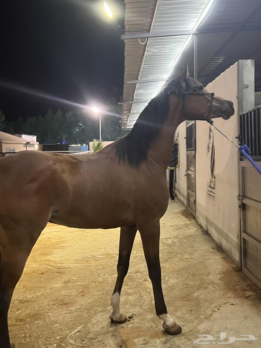 حصان شعبي شيخخ64606098887939112