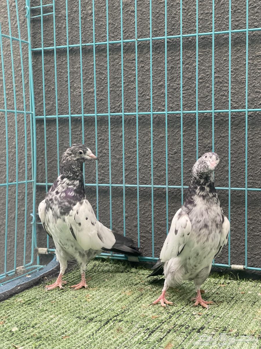 حمام باكستاني64438618657665112