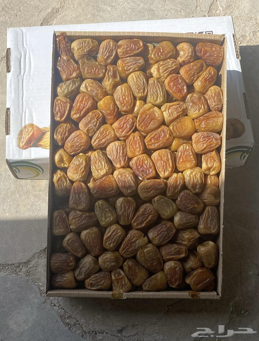 تمر سكري مفتل من مزارعنا بالقصيم طيب بالحيل بادر بالحجز..64441336498179110