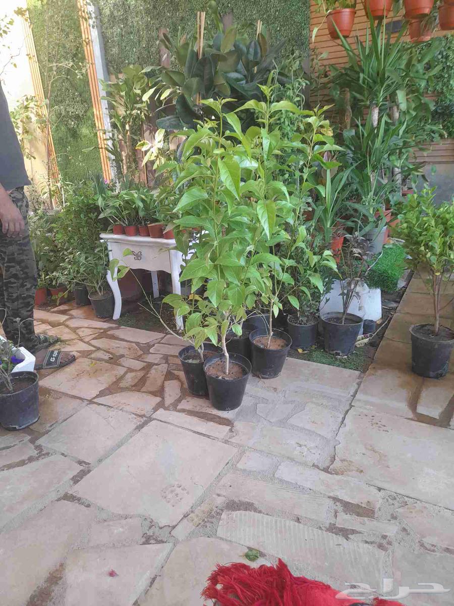 منسق حديق وتركيب جميع شبكات الري العادي والاتمتك64181563794305111