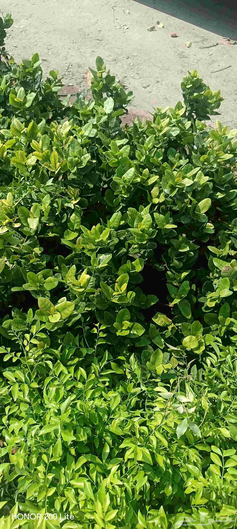 ابو محمد لتنسيق الحديق64183251544067113